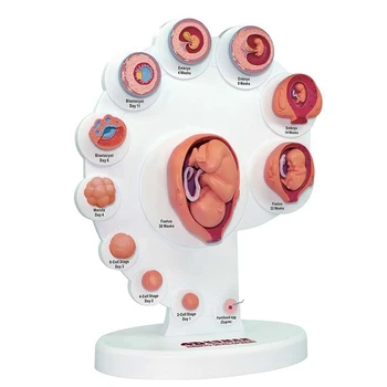 4D Emberi embriófejlődés Anatómiai modell Magzati növekedés Szervtanítás Alpinia Összeállított játékok